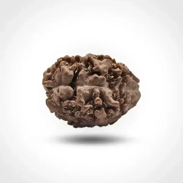 2 Mukhi Rudraksha (Nepali)