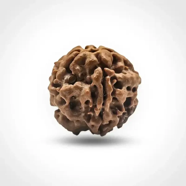 1 Mukhi Rudraksha (Nepali)