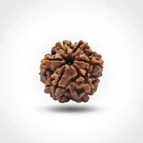 6 Mukhi Rudraksha (Nepali) - Image 4