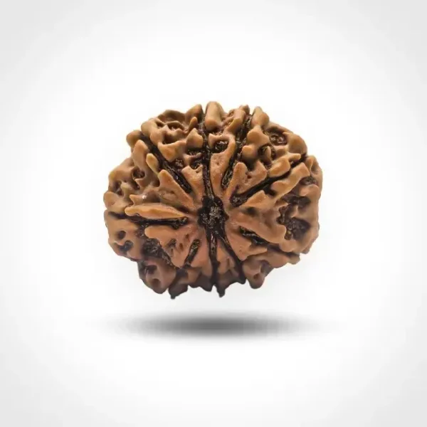 9 Mukhi Rudraksha (Nepali) - Image 4