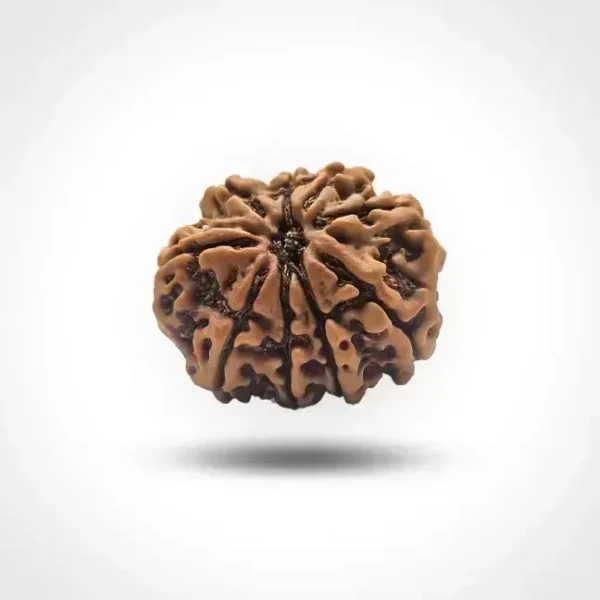 9 Mukhi Rudraksha (Nepali) - Image 3