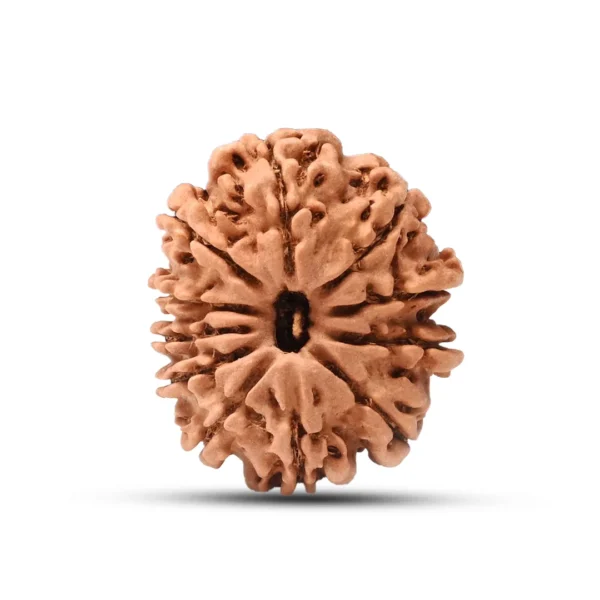 11 Mukhi Rudraksha (Nepali) - Image 2