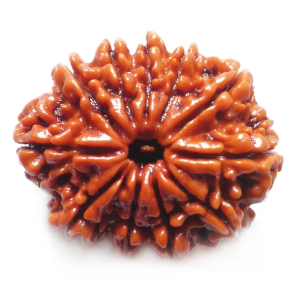 11 Mukhi Rudraksha (Nepali) - Image 4