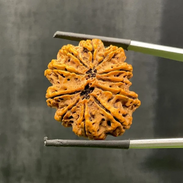 11 Mukhi Rudraksha (Nepali) - Image 3