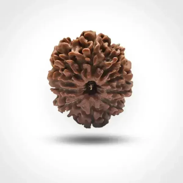 9 Mukhi Rudraksha (Nepali)