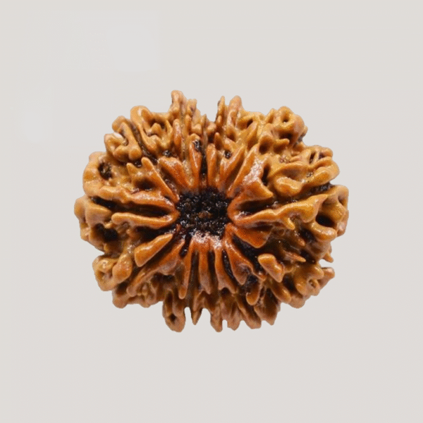 12 Mukhi Rudraksha (Nepali) - Image 4