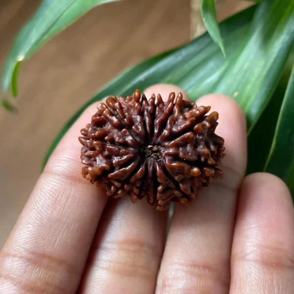 12 Mukhi Rudraksha (Nepali) - Image 3