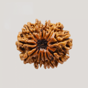 12 Mukhi Rudraksha (Nepali)