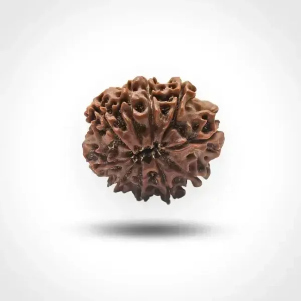 10 Mukhi Rudraksha (Nepali) - Image 3