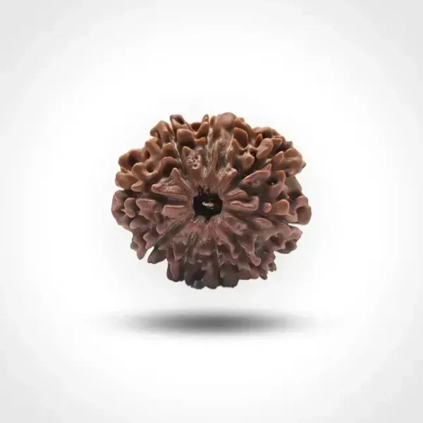 10 Mukhi Rudraksha (Nepali)