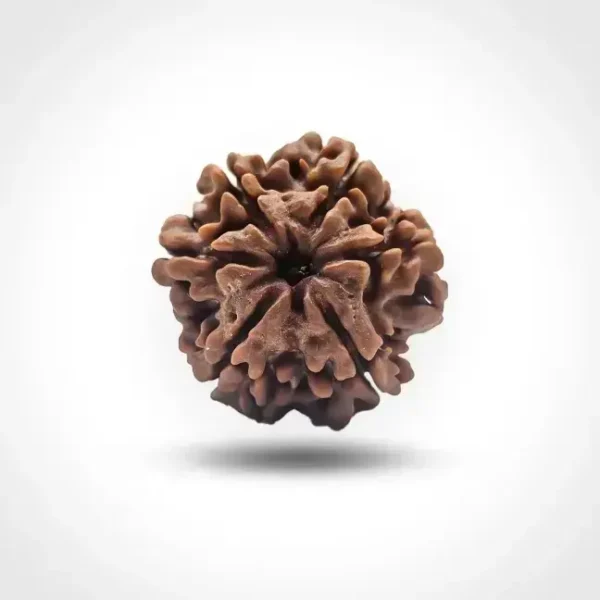 6 Mukhi Rudraksha (Nepali)