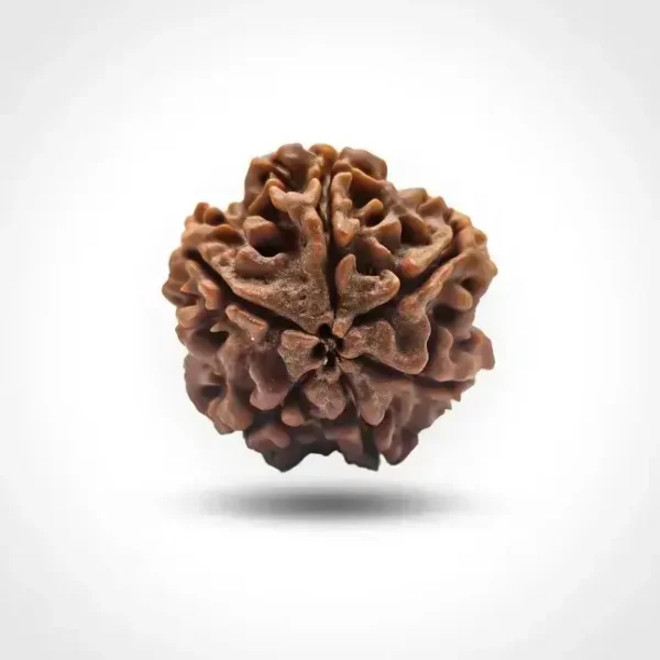 6 Mukhi Rudraksha (Nepali) - Image 2