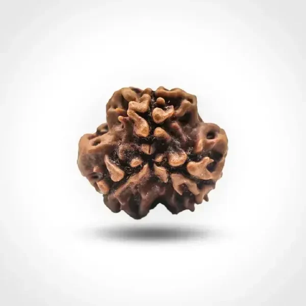 3 Mukhi Rudraksha (Nepali) - Image 2