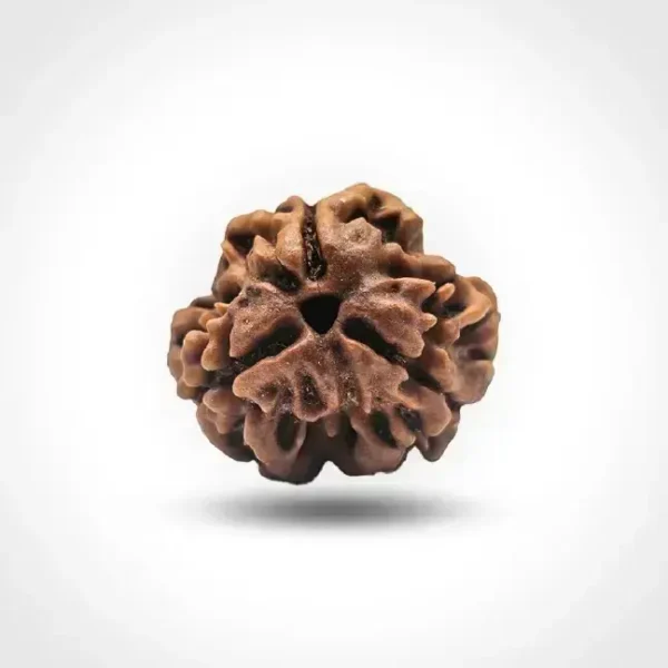 3 Mukhi Rudraksha (Nepali)