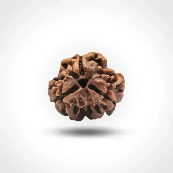 3 Mukhi Rudraksha (Nepali) - Image 3
