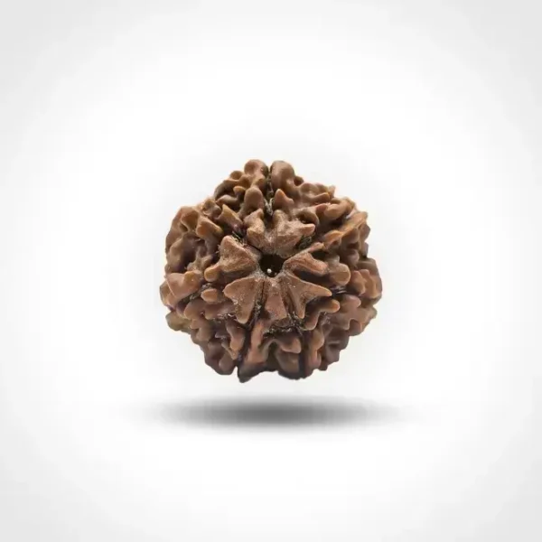 4 Mukhi Rudraksha (Nepal) - Image 2