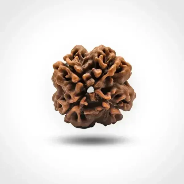4 Mukhi Rudraksha (Nepal) - Image 3