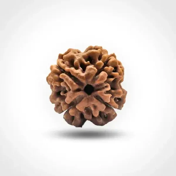4 Mukhi Rudraksha (Nepal)