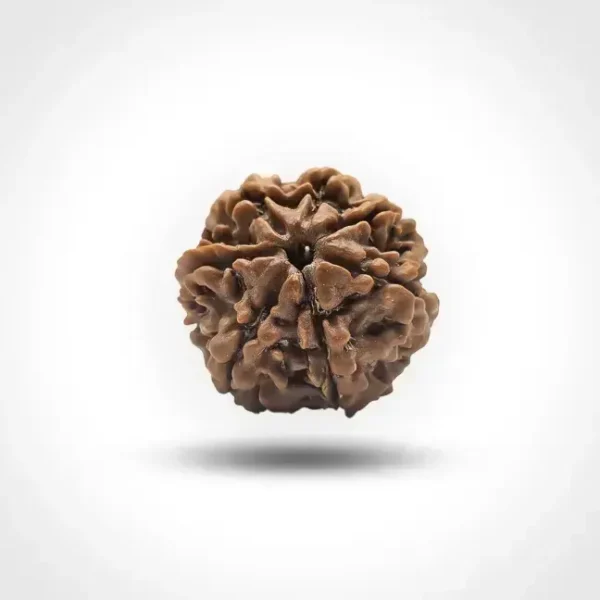 7 Mukhi Rudraksha (Nepali)