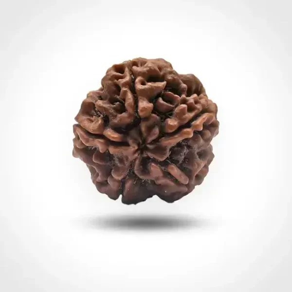 5 Mukhi Rudraksha (Nepali) - Image 2