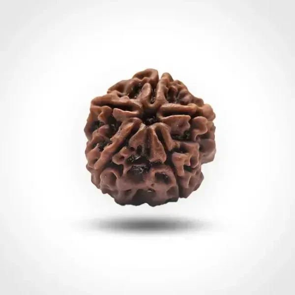 5 Mukhi Rudraksha (Nepali) - Image 3