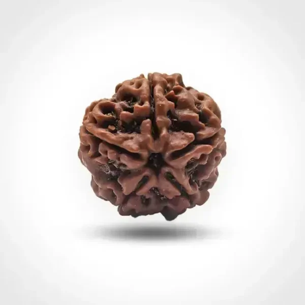 5 Mukhi Rudraksha (Nepali) - Image 4