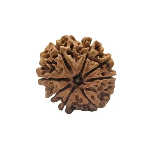 7 Mukhi Rudraksha (Nepali) - Image 2