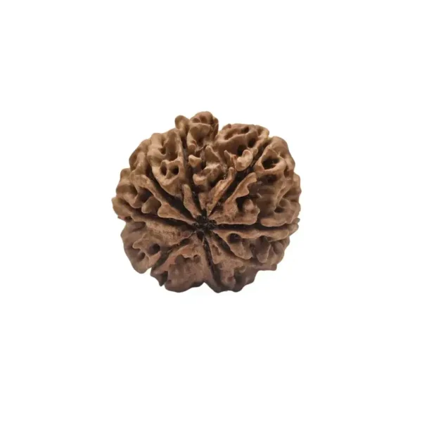 8 Mukhi Rudraksha (Nepali) - Image 3