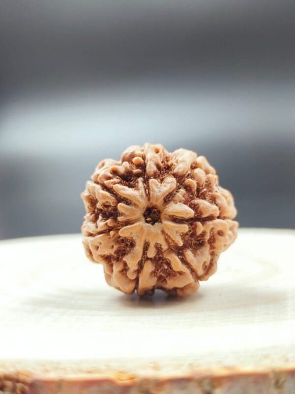 7 Mukhi Rudraksha (Nepali) - Image 6