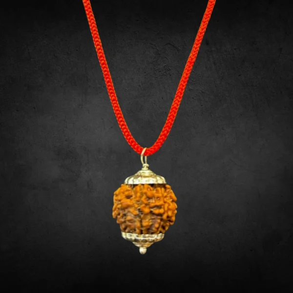 7 Mukhi Rudraksha (Nepali) - Image 5
