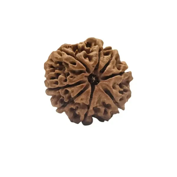 8 Mukhi Rudraksha (Nepali)