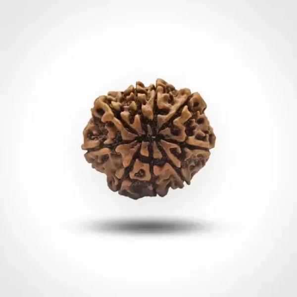 8 Mukhi Rudraksha (Nepali) - Image 2