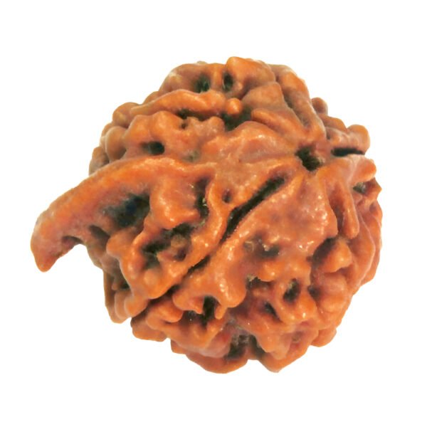 Ganesh Rudraksha (Nepali) - Image 2