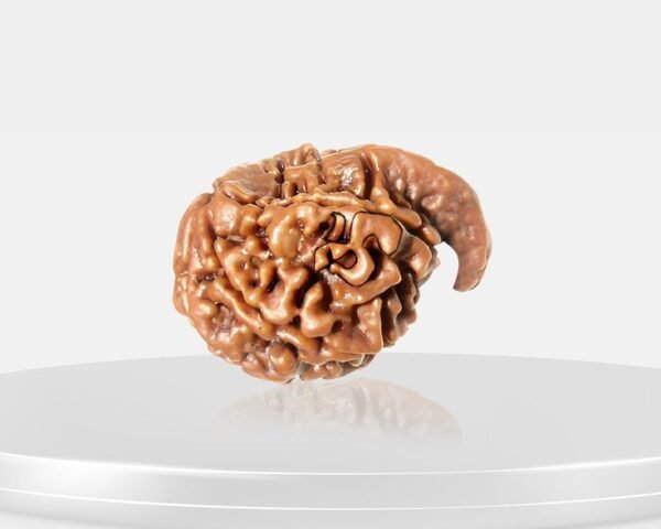 Ganesh Rudraksha (Nepali)