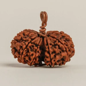 Gauri Shankar Rudraksha (Nepali)