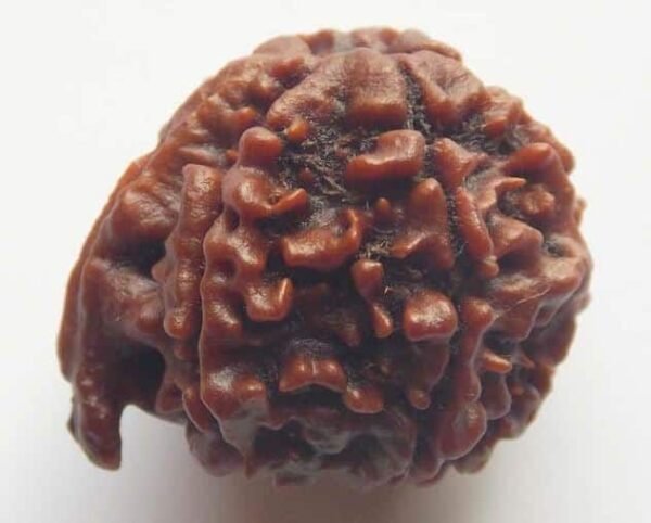 Ganesh Rudraksha (Nepali) - Image 4