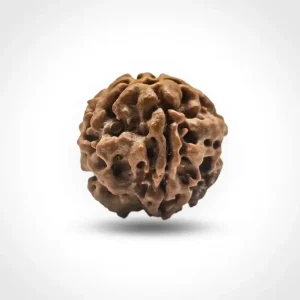 1 Mukhi Rudraksha (Nepali)