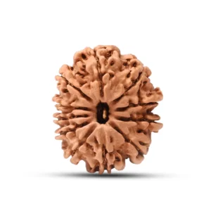 11 Mukhi Rudraksha (Nepali)