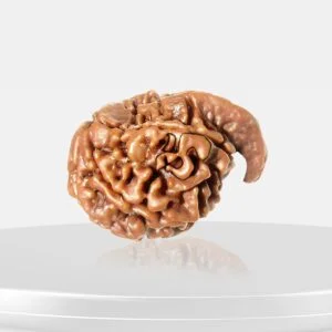 Ganesh Rudraksha (Nepali)