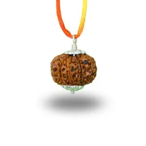 10 Mukhi Rudraksha (Nepali)